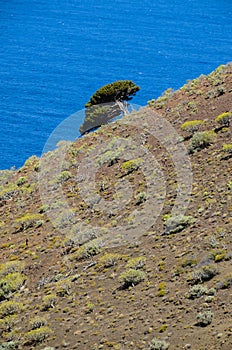 Gnarled Juniper Tree Shaped By The Wind