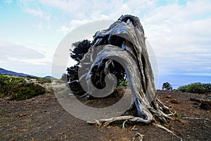 Gnarled Juniper Tree Shaped By The Wind