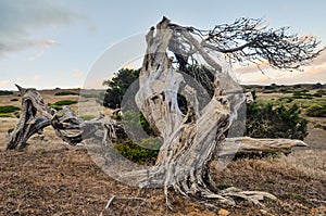 Gnarled Juniper Tree Shaped By The Wind