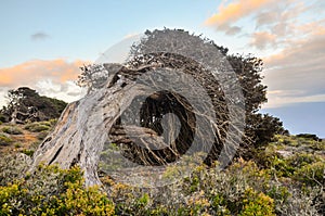 Gnarled Juniper Tree Shaped By The Wind