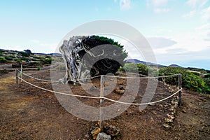 Gnarled Juniper Tree Shaped By The Wind