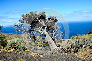 Gnarled Juniper tree shaped by the wind with the beautiful El Sabinar island in the background