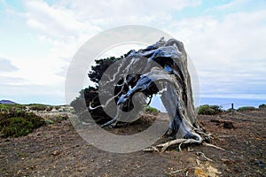 Gnarled Juniper Tree shaped by the wind at El Sabinar, El Hierro Island, Spain