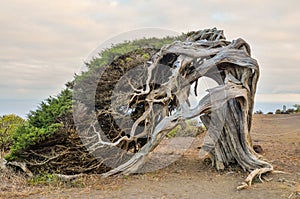 Gnarled Juniper Tree Shaped By The Wind photo