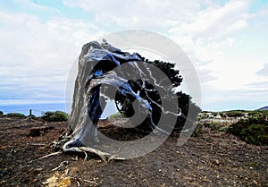 Gnarled Juniper Tree Shaped By The Wind