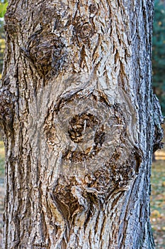 Gnarled knotted trunk of the old tree close-up