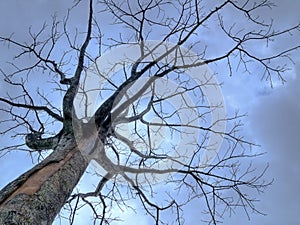 Gnarled Leafless Tree in Gloomy Sky