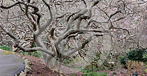 Gnarled leafless tree at Wellington Botanical gardens in New Zealand