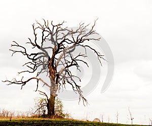 Gnarled Oak Tree