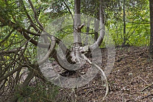 Gnarled oak tree all twisted in a forest