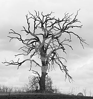 Gnarled Oak Tree II photo