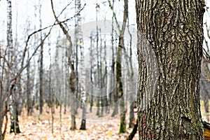 Gnarled oak tree trunk close up and bare trees