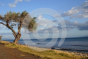 Gnarled Ocean Tree photo