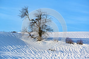 Gnarled old bare tree in snow-covered winter landscape, lonely tree, solitary tree without foliage on hill in Alps in winter