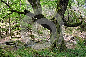 Gnarled old big tree moss covered in Malabotta Wood