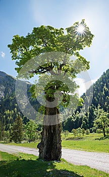 gnarled old giant maple tree, Ahornboden, Karwendel mountains in spring