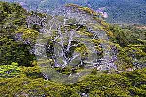 old mountain beech tree (Nothofagus cliffortioides) in the alpine forest of Mount Ruapehu, New Zealand photo