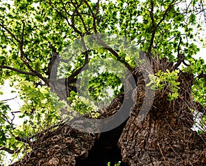 Gnarled old Oak at a hot summer day