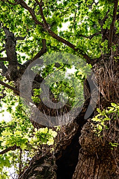 Gnarled old Oak at a hot summer day