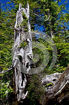 Gnarled, old, silvery snag standing amongst the green trees