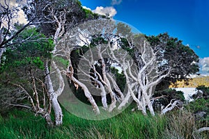 Gnarled old swamp paperbarks (Melaleuca ericifolia) in Australia