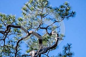 Gnarled old tree