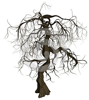 Gnarled old tree with bare branches photo