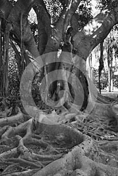 Gnarled old tree in black and white