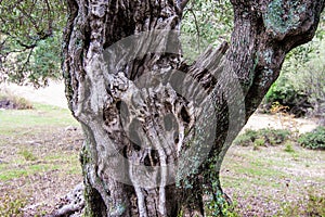 Gnarled old tree in Olive grove of Sarti, Chalkidikki, Greece