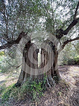 Gnarled old tree in Olive grove of Sarti, Halkidiki, Greece