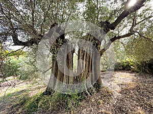 Gnarled old tree in Olive grove of Sarti, Halkidiki, Greece