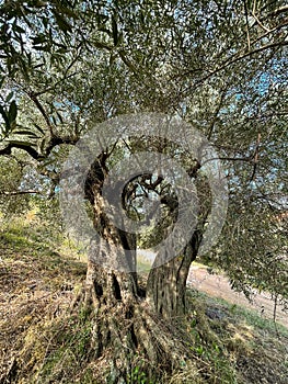 Gnarled old tree in Olive grove of Sarti, Halkidiki, Greece