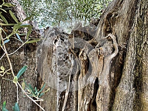 Gnarled old tree in Olive grove of Sarti, Halkidiki, Greece