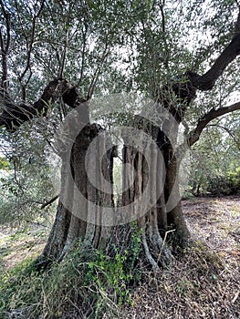 Gnarled old tree in Olive grove of Sarti, Halkidiki, Greece