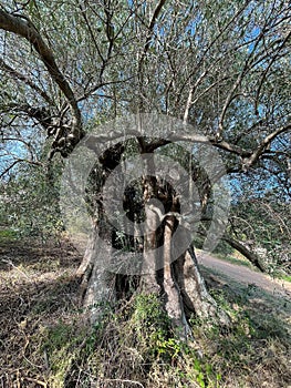 Gnarled old tree in Olive grove of Sarti, Halkidiki, Greece