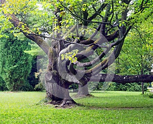 Gnarled old tree in park