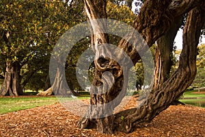 Gnarled old tree in park