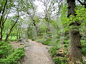 Gnarled old trees in, Hardcastle Crags, Hebden Bridge, UK