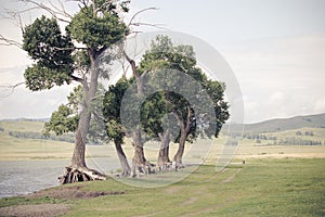 Gnarled and old trees near the lake