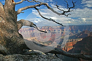 Gnarled Pine - North Rim of Grand Canyon