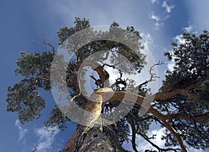 Gnarled pine tree