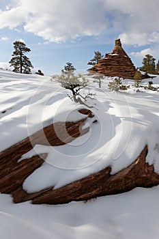 Gnarled pine trees, snow and hoodoos in a winter southwest landscape
