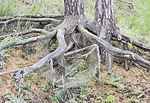 Gnarled roots
