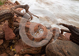 The gnarled roots of a cottonwood tree reach down to the rushing river over and around boulders