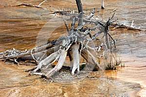Gnarled Roots in Norris Geyser Basin