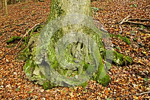 Gnarled roots on an old tree