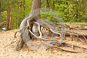 Gnarled roots of pine tree.