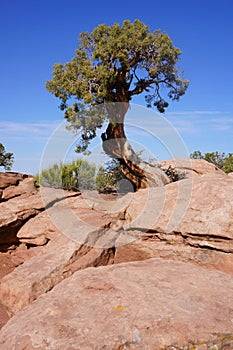 Gnarled Stunted Pine Tree