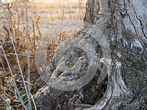 Gnarled tangle of roots at base of forest tree in a sunset.