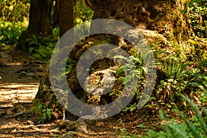 Gnarled tangle of roots at base of forest tree
